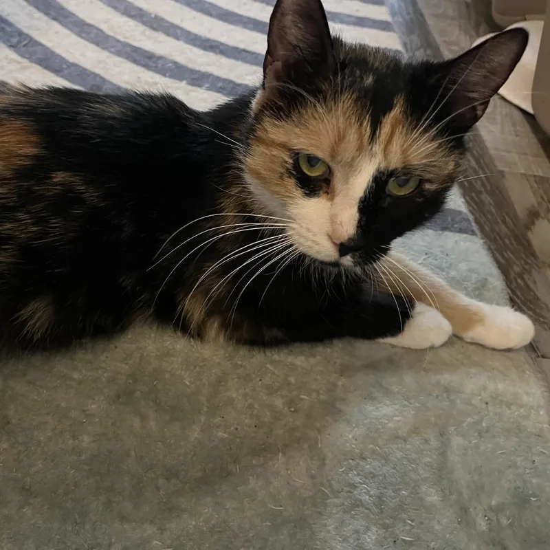An adult medium-sized female Tortoiseshell Domestic Short Hair cat named Caradonna for adoption in Baltimore, MD