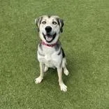 An adult large-sized male Black Coonhound dog named Max for adoption in Hilliard, OH