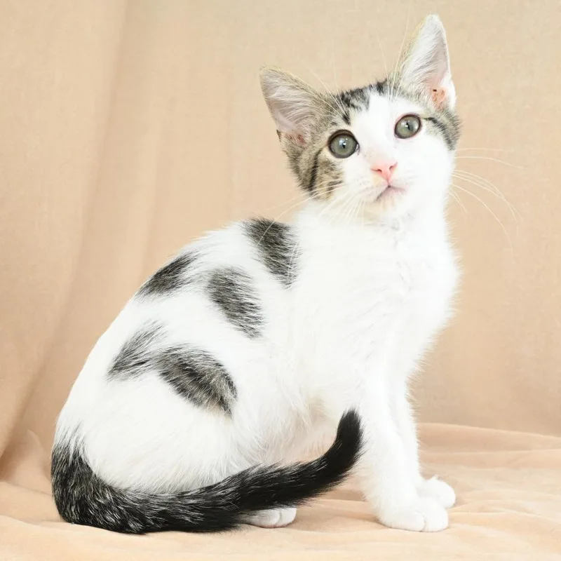 A baby small-sized male White Domestic Short Hair cat named Newton for adoption in Mobile, AL