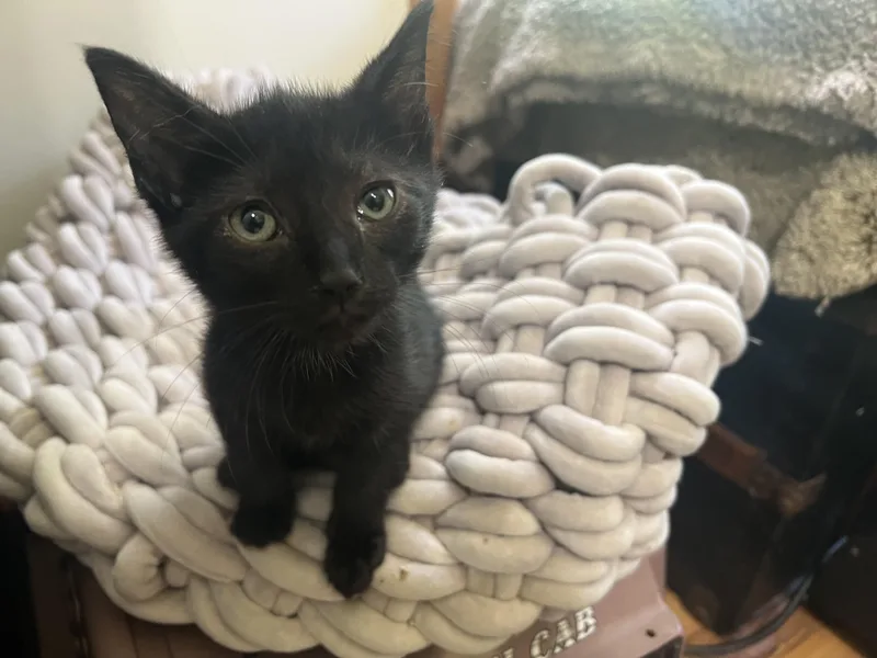 A baby medium-sized female Black Tabby cat named Shelly. for adoption in Dayville, CT