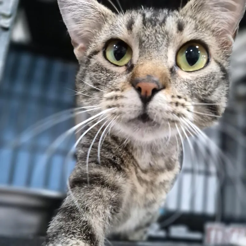A young medium-sized female Black Domestic Short Hair cat named Penny for adoption in Bismarck, ND
