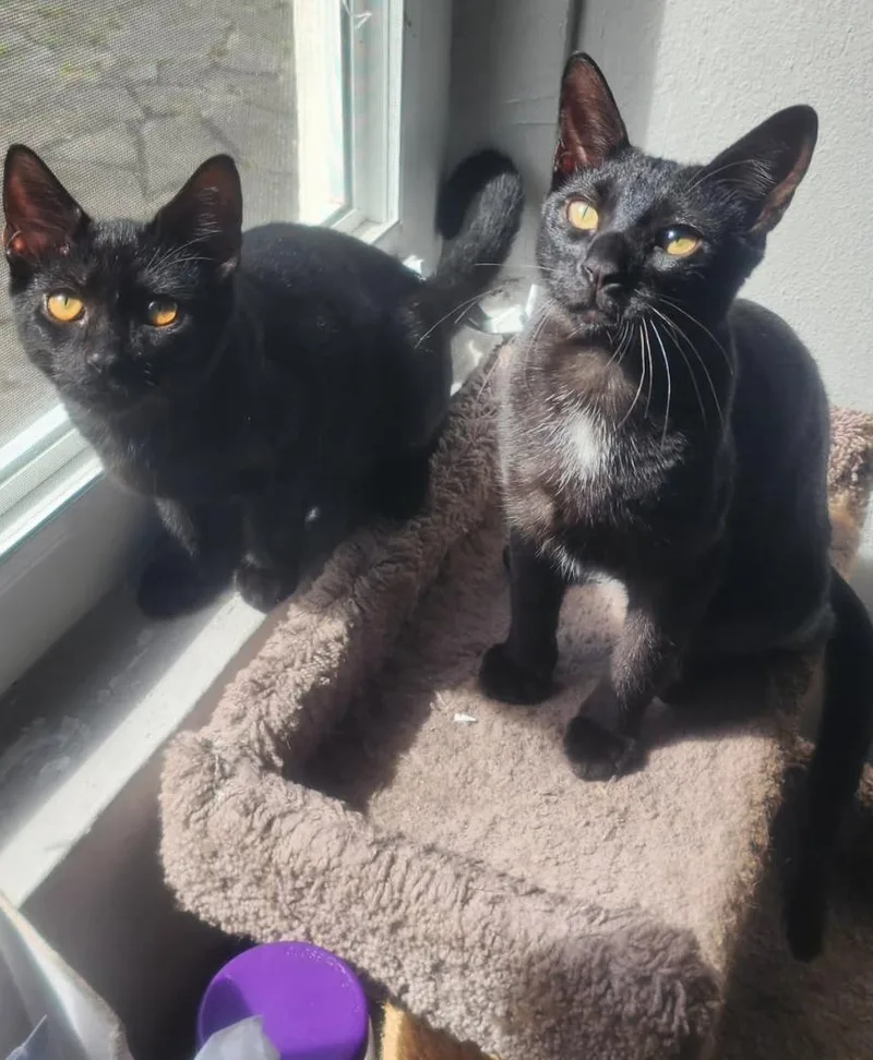 Bonded Pair: Salem &