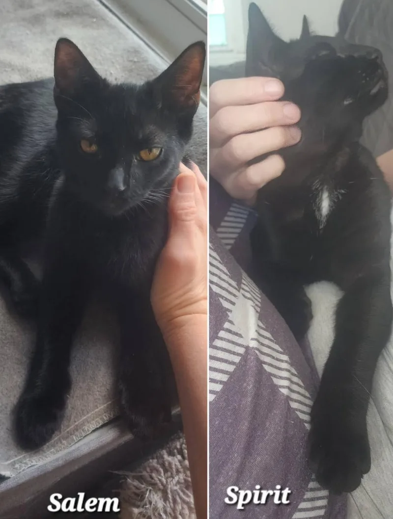 Bonded Pair: Salem & thumbnail 2
