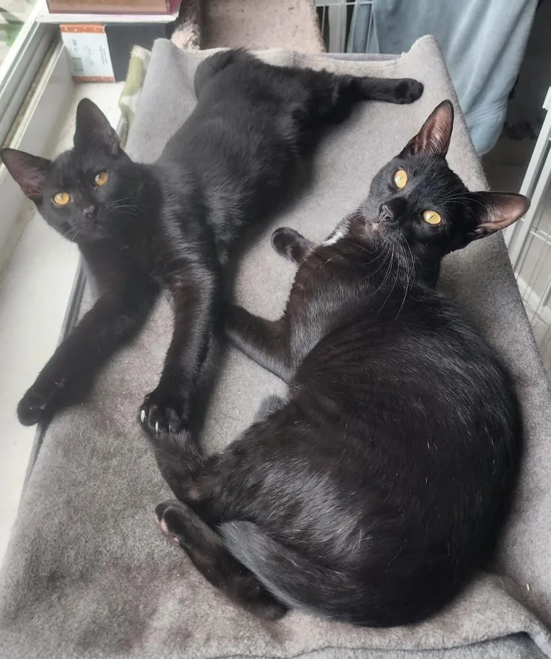 Bonded Pair: Salem & thumbnail 3