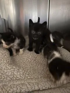 A baby small-sized male Domestic Short Hair cat named Yushi for adoption in Gardena, CA