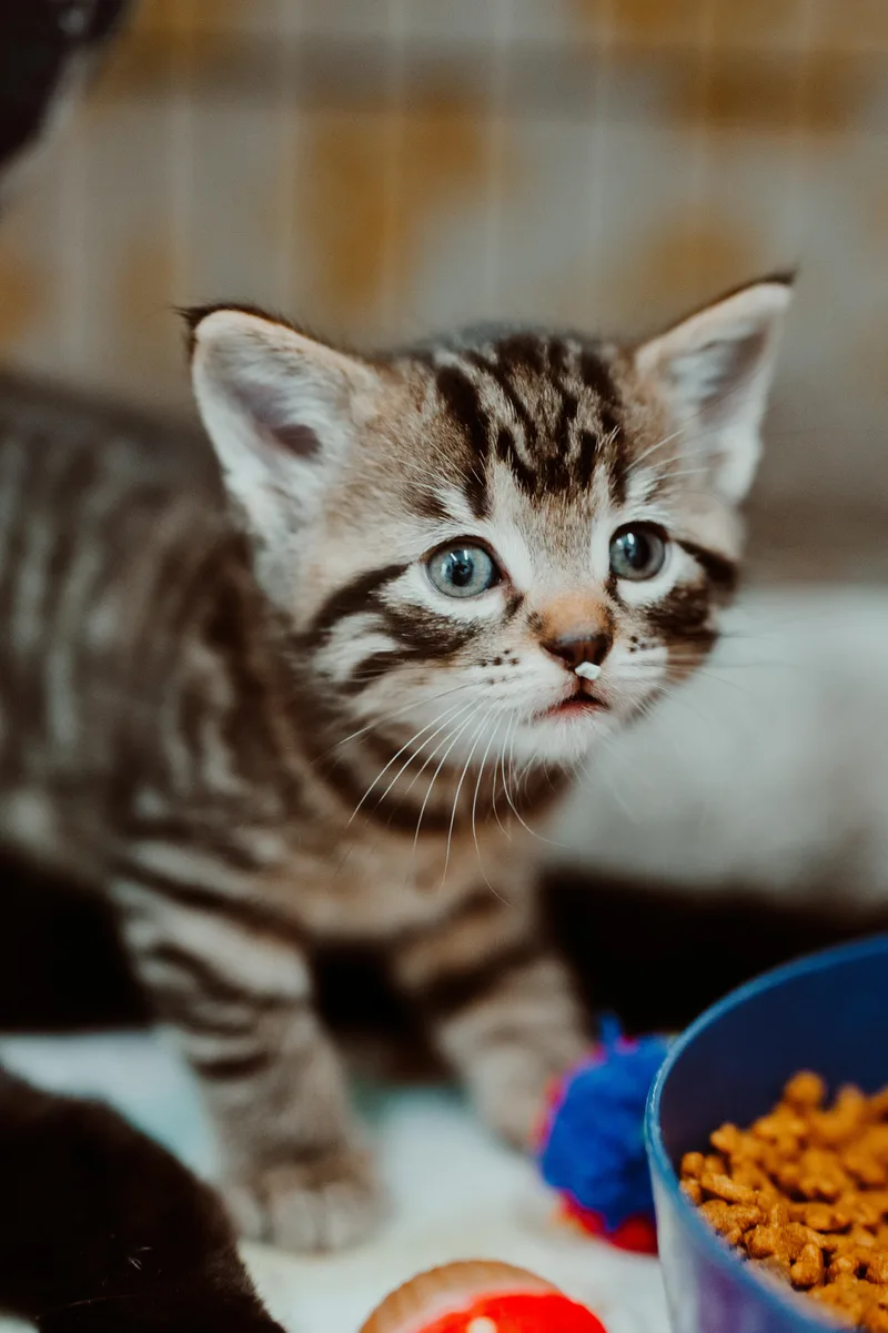 A baby small-sized female Domestic Short Hair cat named Tigris for adoption in Le Mars, IA