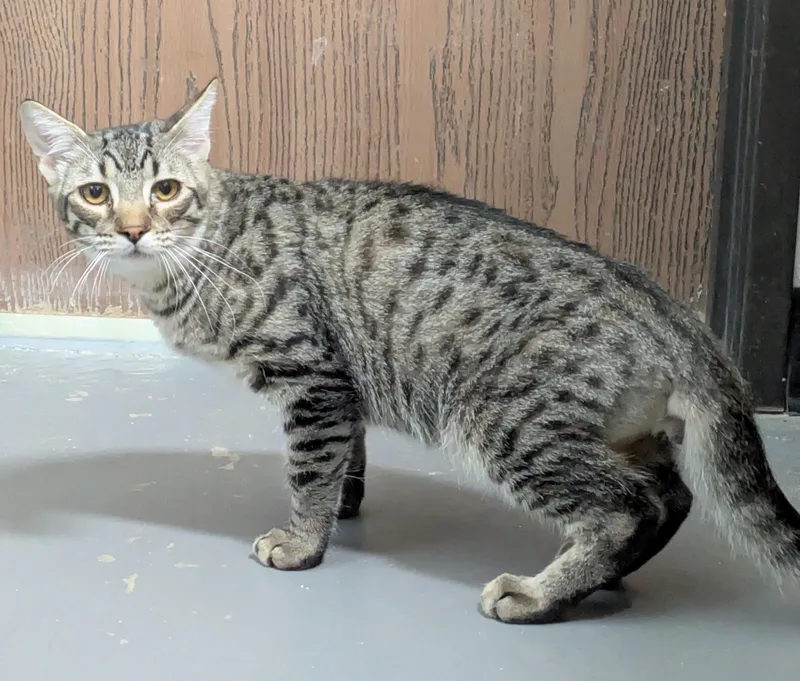 A young medium-sized male Tabby (Brown / Chocolate) Domestic Short Hair cat named Petey for adoption in Bisbee, AZ