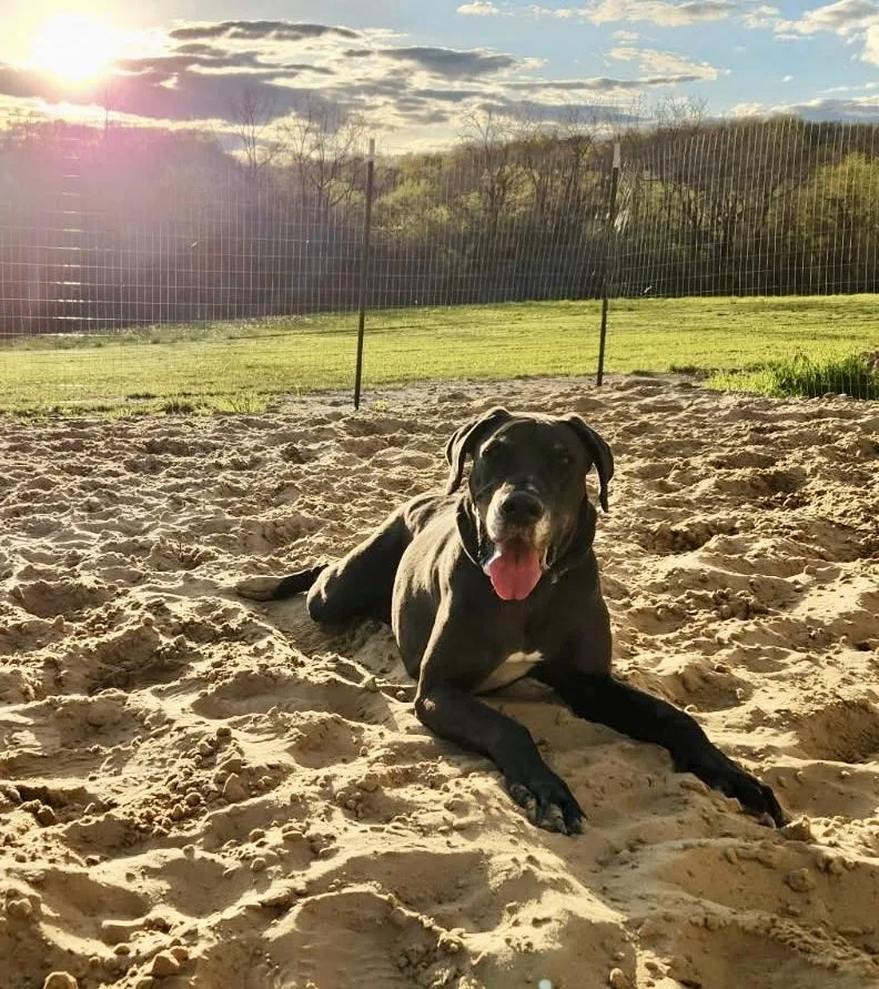 An adult large-sized male Tricolor (Brown, Black, & White) Great Dane dog named Copper for adoption in Eagan, MN