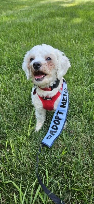 A young small-sized male Bichon Frise dog named Teddy for adoption in Wayne, NJ