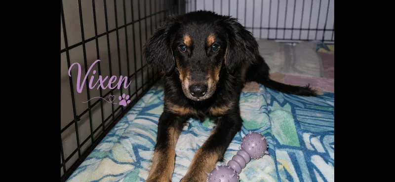 A baby medium-sized female Border Collie dog named Vixen for adoption in Aurora, IL