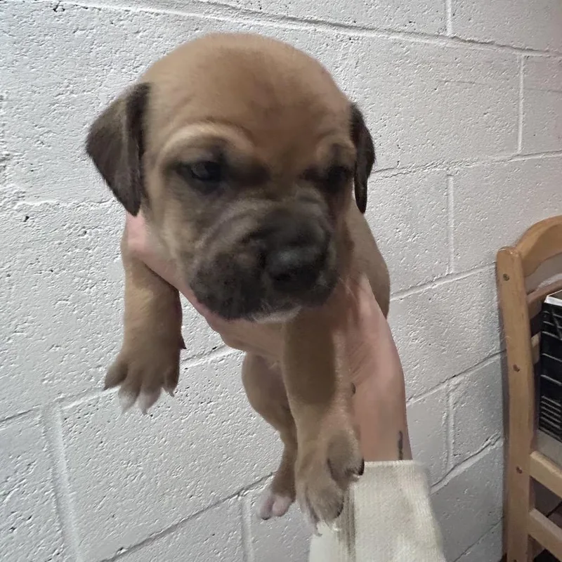 A baby small-sized male Yellow / Tan / Blond / Fawn Beagle dog named Apollo for adoption in Uniontown, PA