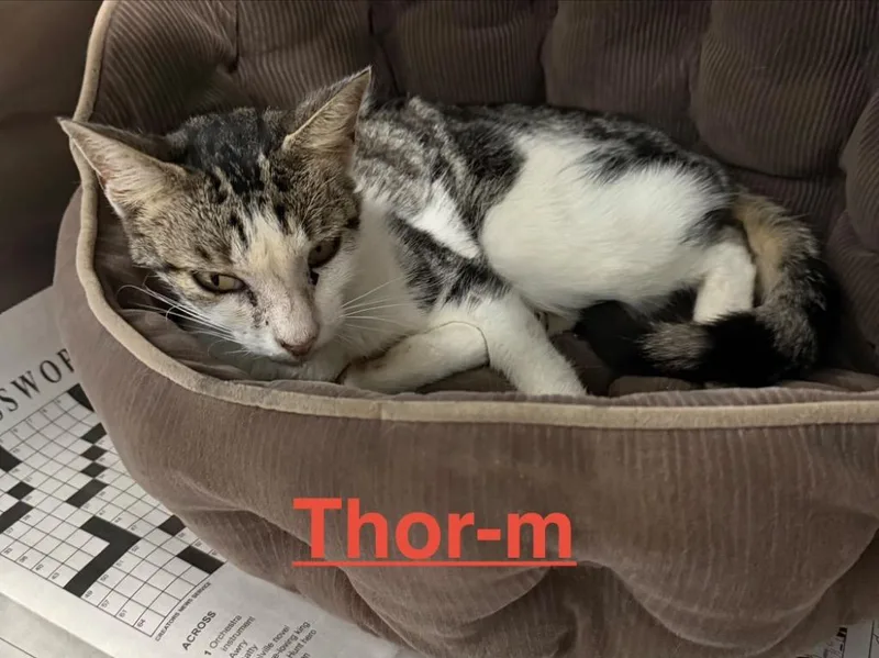 An adult small-sized male Tabby cat named Thor for adoption in Brookhaven, MS