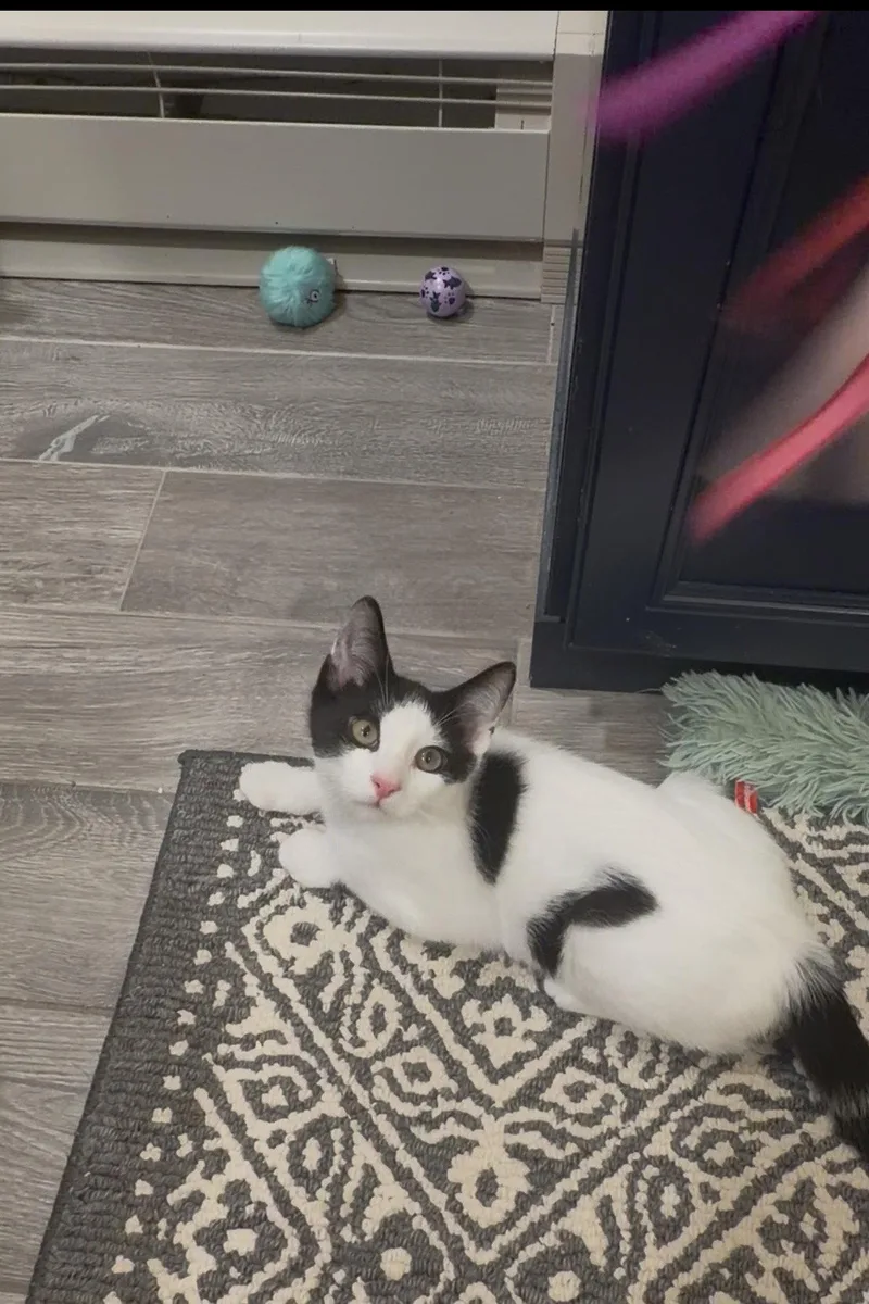 A baby medium-sized male Black & White / Tuxedo Domestic Short Hair cat named Chief Tui for adoption in Stewartsville, NJ