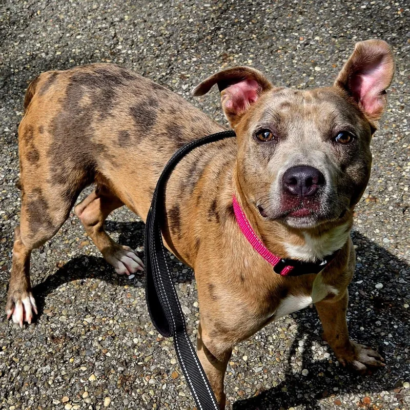 A young medium-sized female Pit Bull Terrier dog named Miri for adoption in Warren, OH