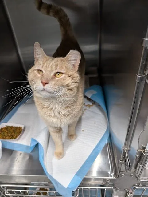 A young small-sized male Domestic Short Hair cat named Carrotts for adoption in Westminster, MD