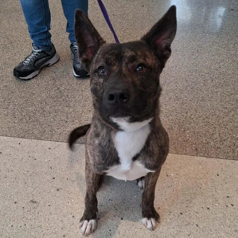 A young medium-sized male Brindle Shepherd dog named Tbd for adoption in Oakville, WA