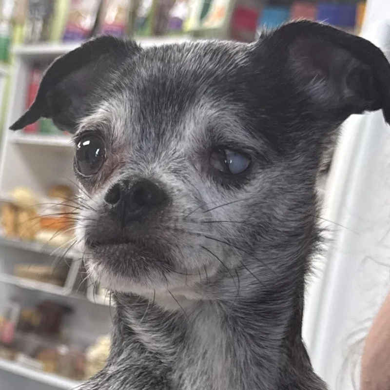 A senior small-sized female Chihuahua dog named Hilde for adoption in Hudson, IL