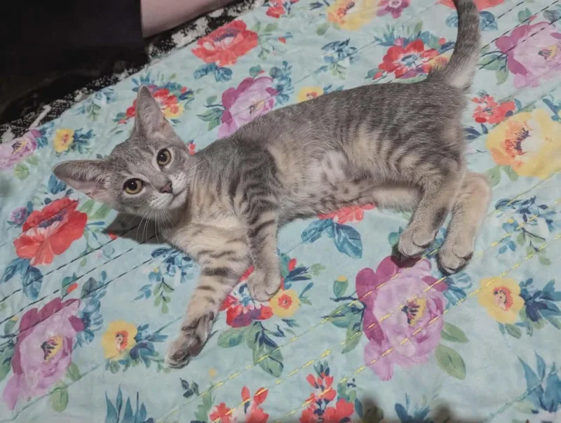 A baby medium-sized female Gray / Blue / Silver Domestic Short Hair cat named Pistachio for adoption in Lake Orion, MI