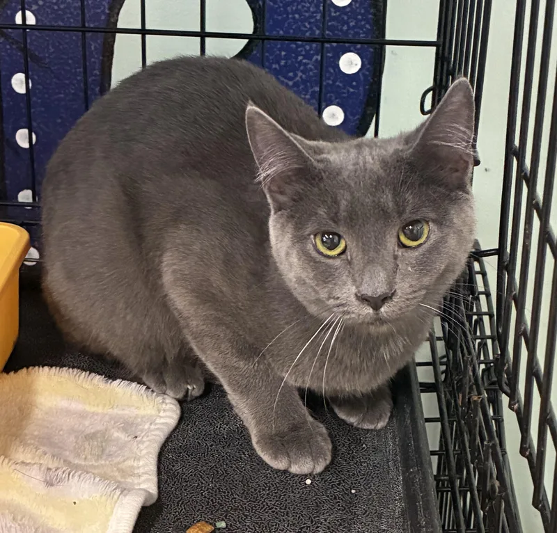 A young medium-sized female Gray / Blue / Silver Domestic Short Hair cat named Ada for adoption in Breinigsville, PA