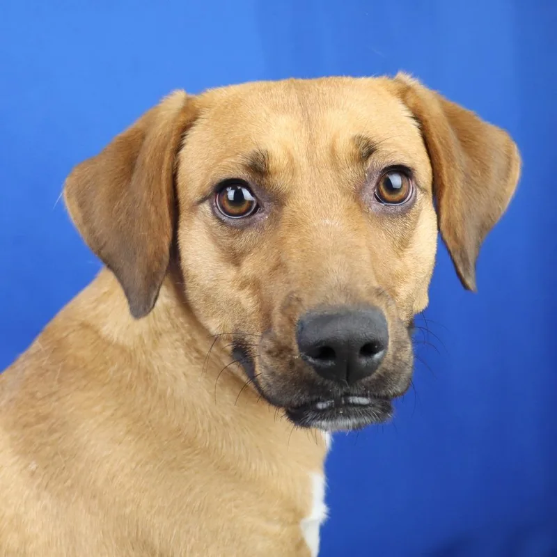 A young medium-sized female Red / Chestnut / Orange Bloodhound dog named Fiona for adoption in Cumberland, RI