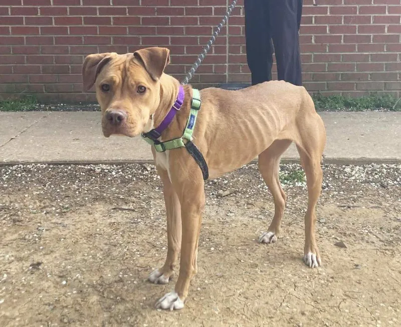 Sunflower thumbnail 2