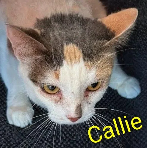 Callie thumbnail 2