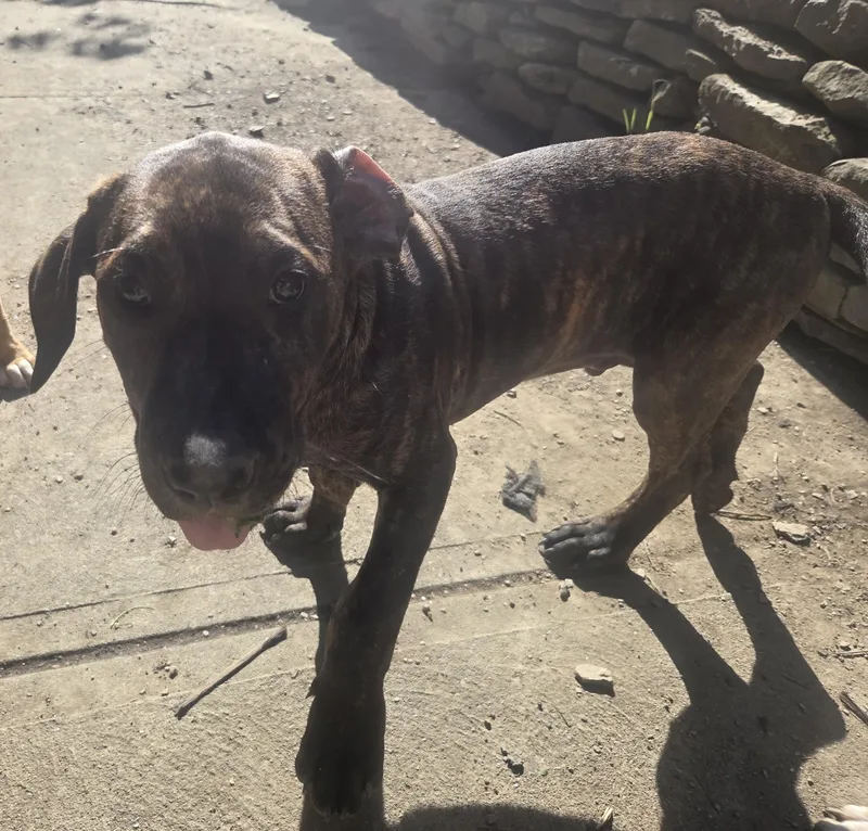 A baby large-sized male Brindle Pit Bull Terrier dog named Tank for adoption in Elizabeth, PA