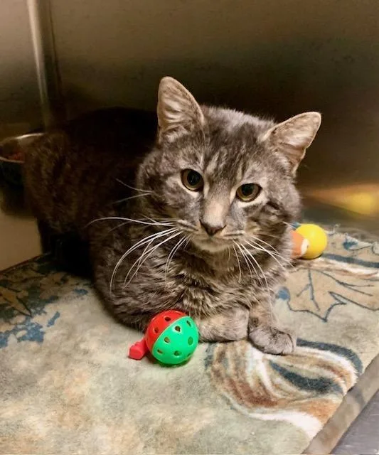 A young large-sized male Domestic Short Hair cat named Harry for adoption in Thayne, WY