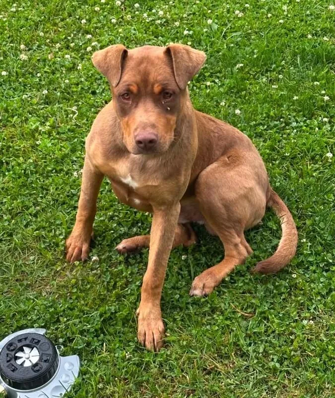 An adult medium-sized male Mixed Breed dog named Juneau for adoption in Chattanooga, TN