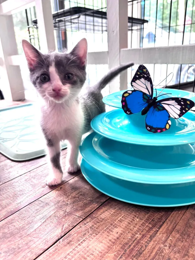 A baby medium-sized female Domestic Short Hair cat named Roxy for adoption in Oakboro , NC