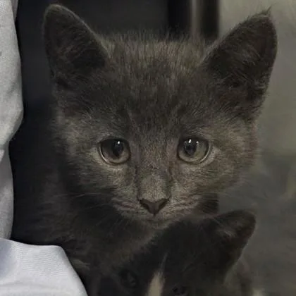 A baby small-sized female Domestic Short Hair cat named Marina for adoption in Voorhees, NJ
