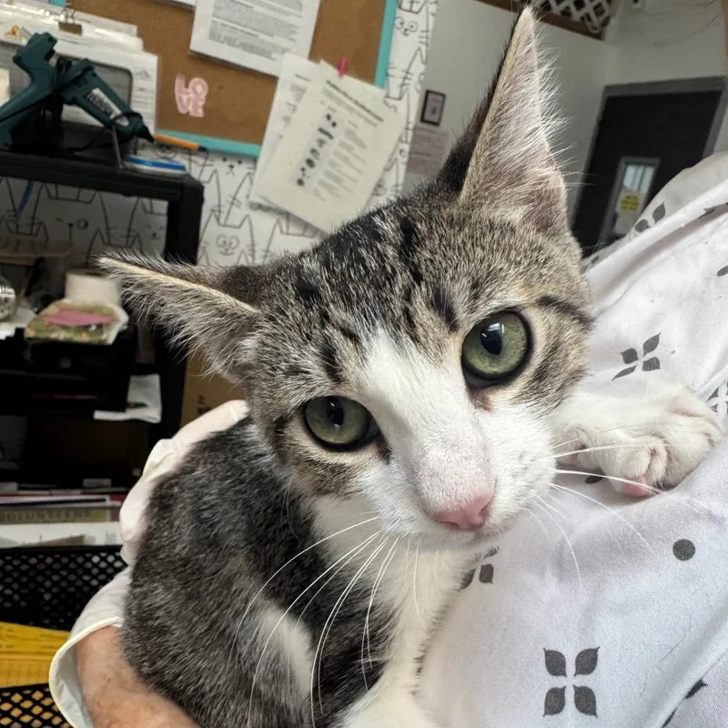A baby small-sized male Gray / Blue / Silver Domestic Short Hair cat named Wile E Coyote for adoption in Long Beach, CA