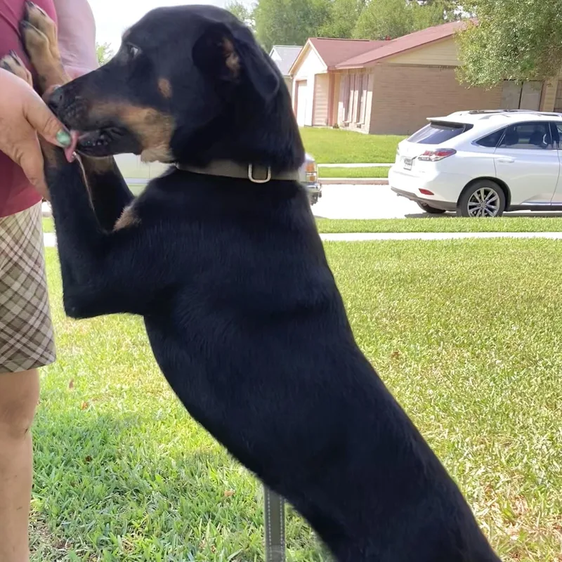 Koda thumbnail 3