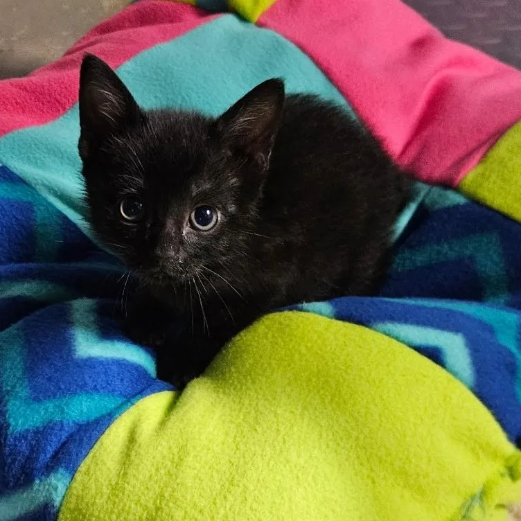 A baby medium-sized female Black Domestic Short Hair cat named Pickle for adoption in Bordentown, NJ