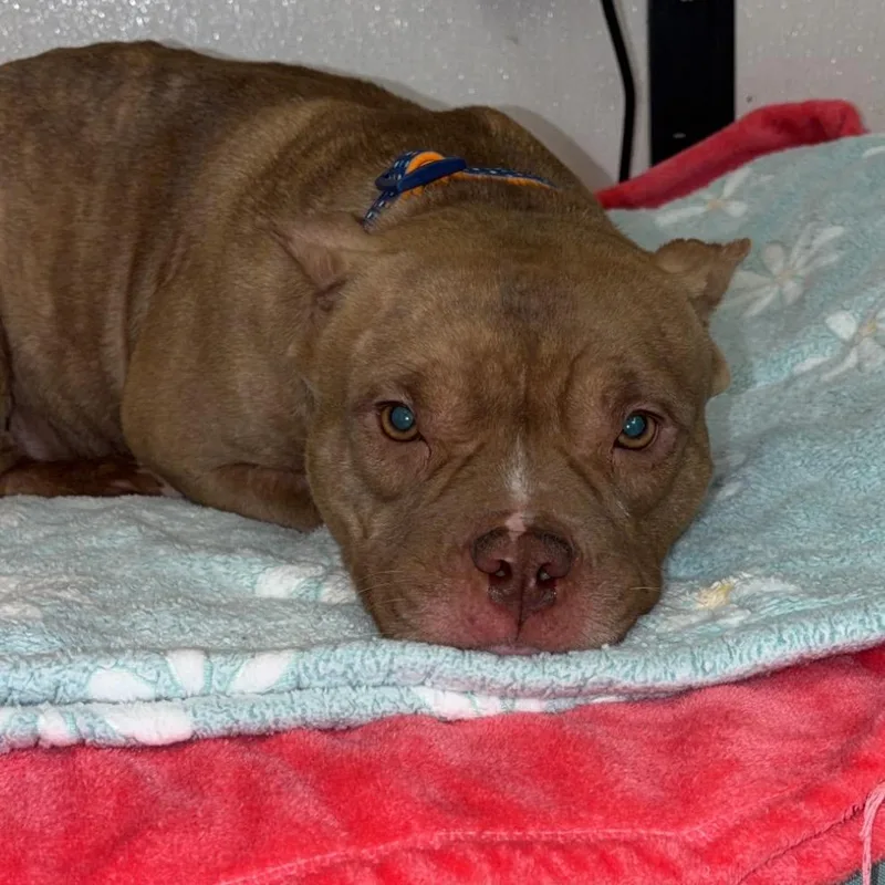 An adult medium-sized female Brindle Pit Bull Terrier dog named Rizzie for adoption in Lake Jackson, TX