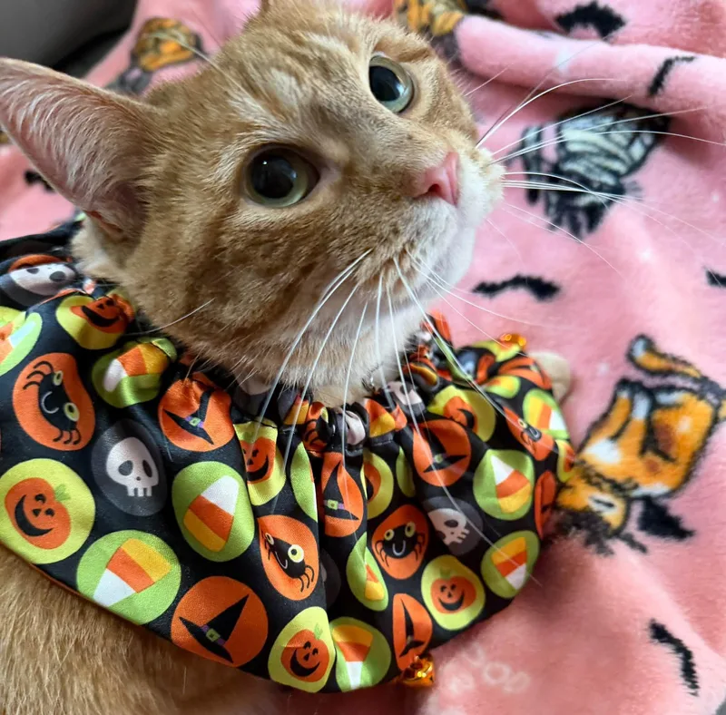 A young large-sized female Domestic Short Hair cat named Nala for adoption in Mayfield, NY