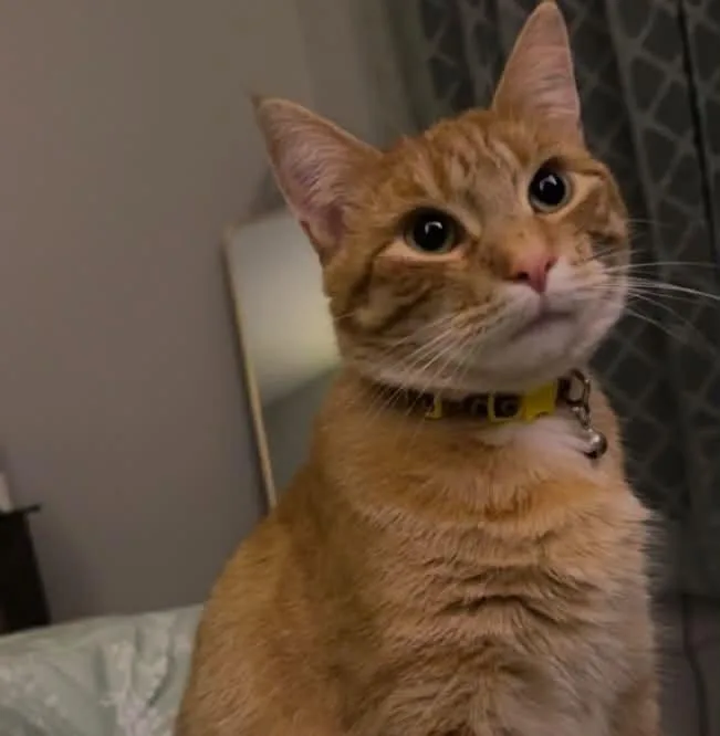 Nala thumbnail 2