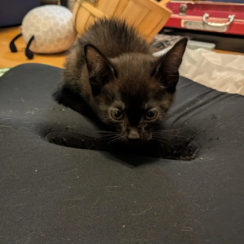 A baby small-sized female Black Domestic Short Hair cat named Pudding for adoption in Irwin, PA
