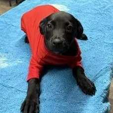 A baby medium-sized male Labrador Retriever dog named Hardy for adoption in Danbury, CT
