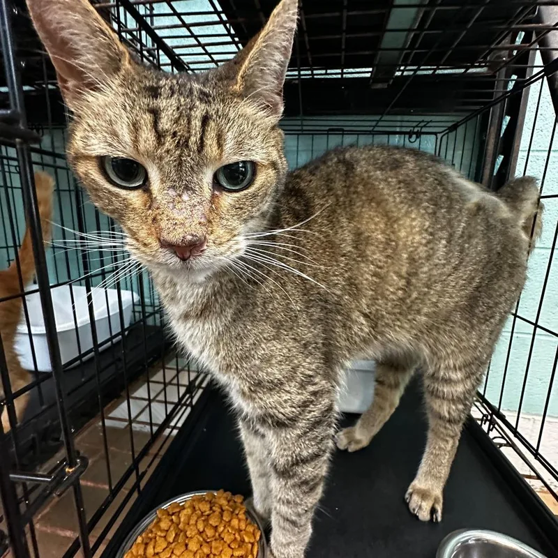 An adult medium-sized male Brown / Chocolate Domestic Short Hair cat named Mister Fantastic for adoption in Gadsden, AL