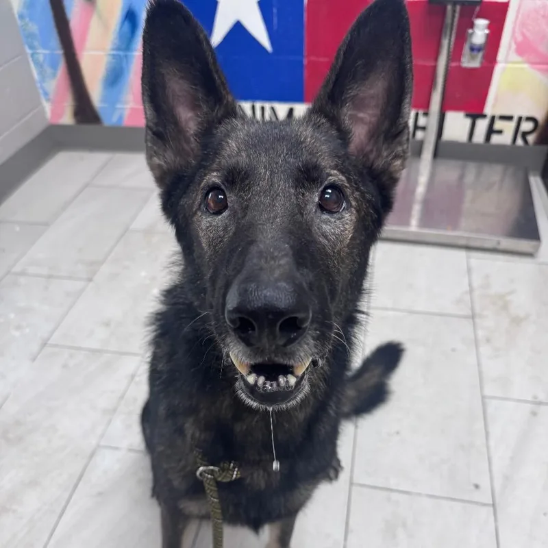 An adult large-sized male Sable German Shepherd Dog dog named Achilles for adoption in Lufkin, TX