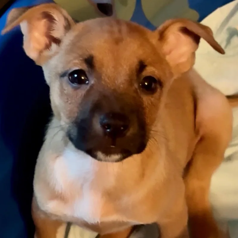 A baby medium-sized female Shepherd dog named Sage for adoption in Brentwood, TN