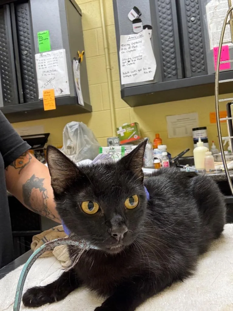 An adult small-sized female Domestic Short Hair cat named Millie for adoption in Crossville, TN