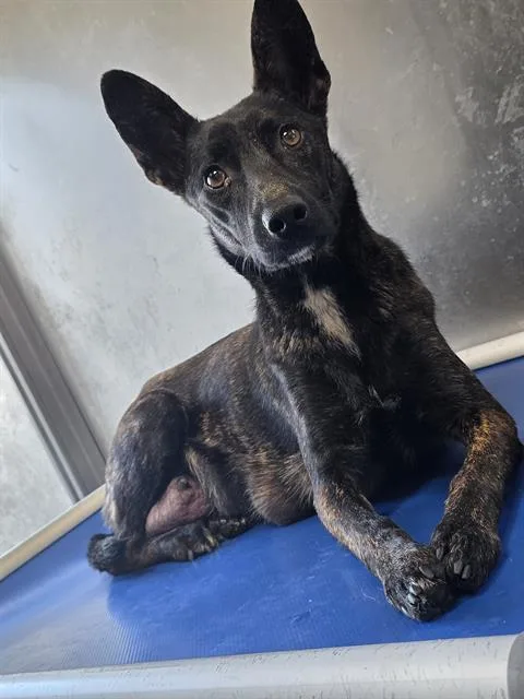 An adult medium-sized female German Shepherd Dog dog named Daisy Jane for adoption in Downey, CA