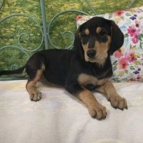A baby small-sized female Mixed Breed dog named Charlotte for adoption in Westland, MI