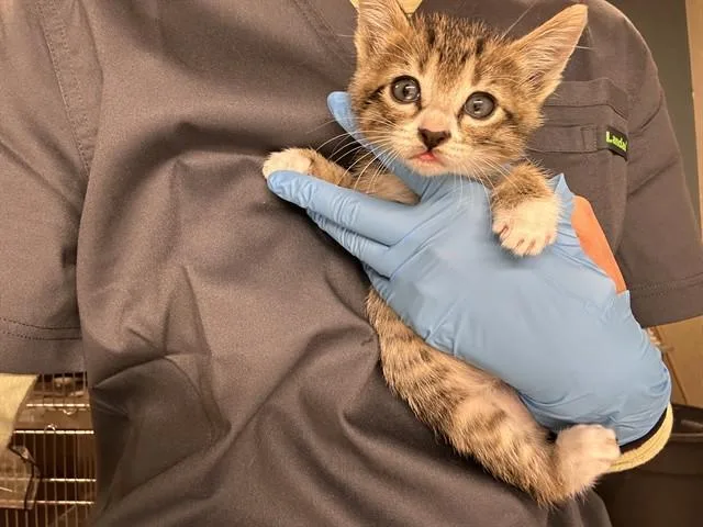 A baby small-sized male Domestic Short Hair cat named Nelson for adoption in Riverside, CA
