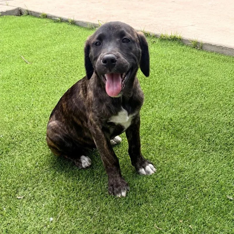 A baby small-sized female Brindle Mixed Breed dog named Rainey for adoption in Buffalo, MN