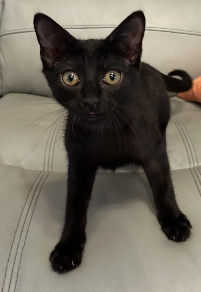 A young medium-sized male Black Domestic Short Hair cat named Jack for adoption in Ponchatoula, LA