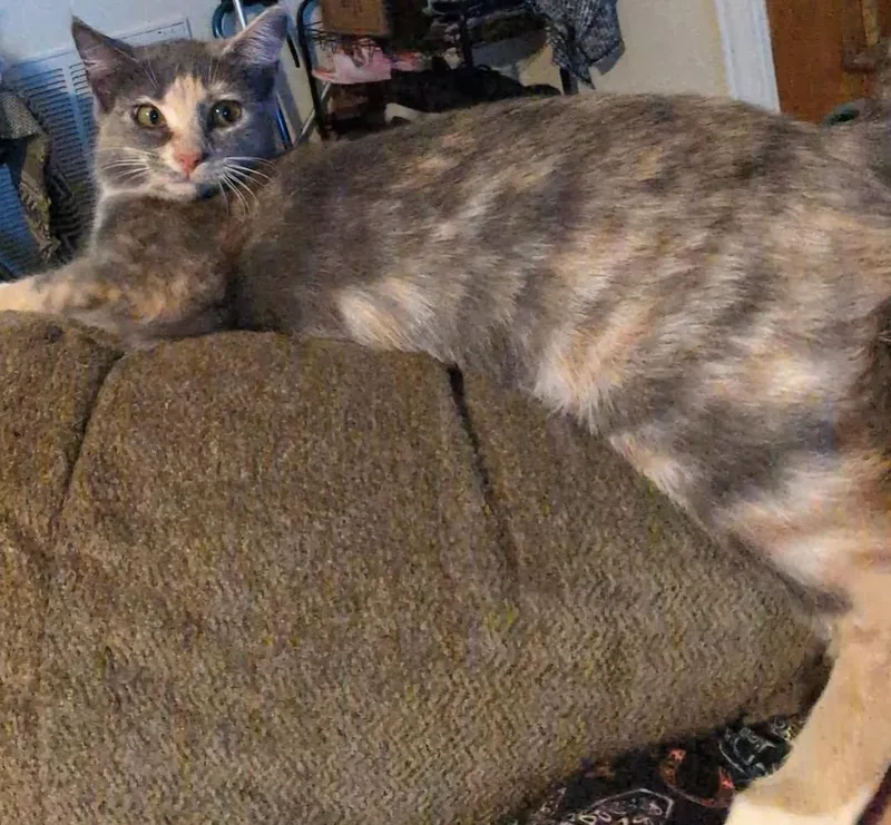 A young medium-sized female Dilute Tortoiseshell Domestic Short Hair cat named Abigail Adams for adoption in LITTLE MOUNTAIN, SC