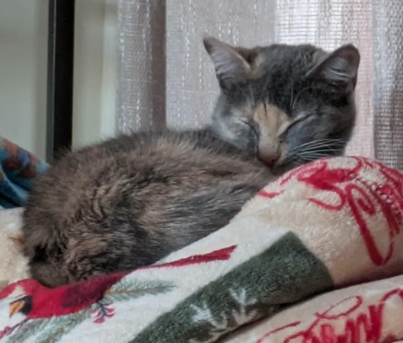Abigail Adams thumbnail 2
